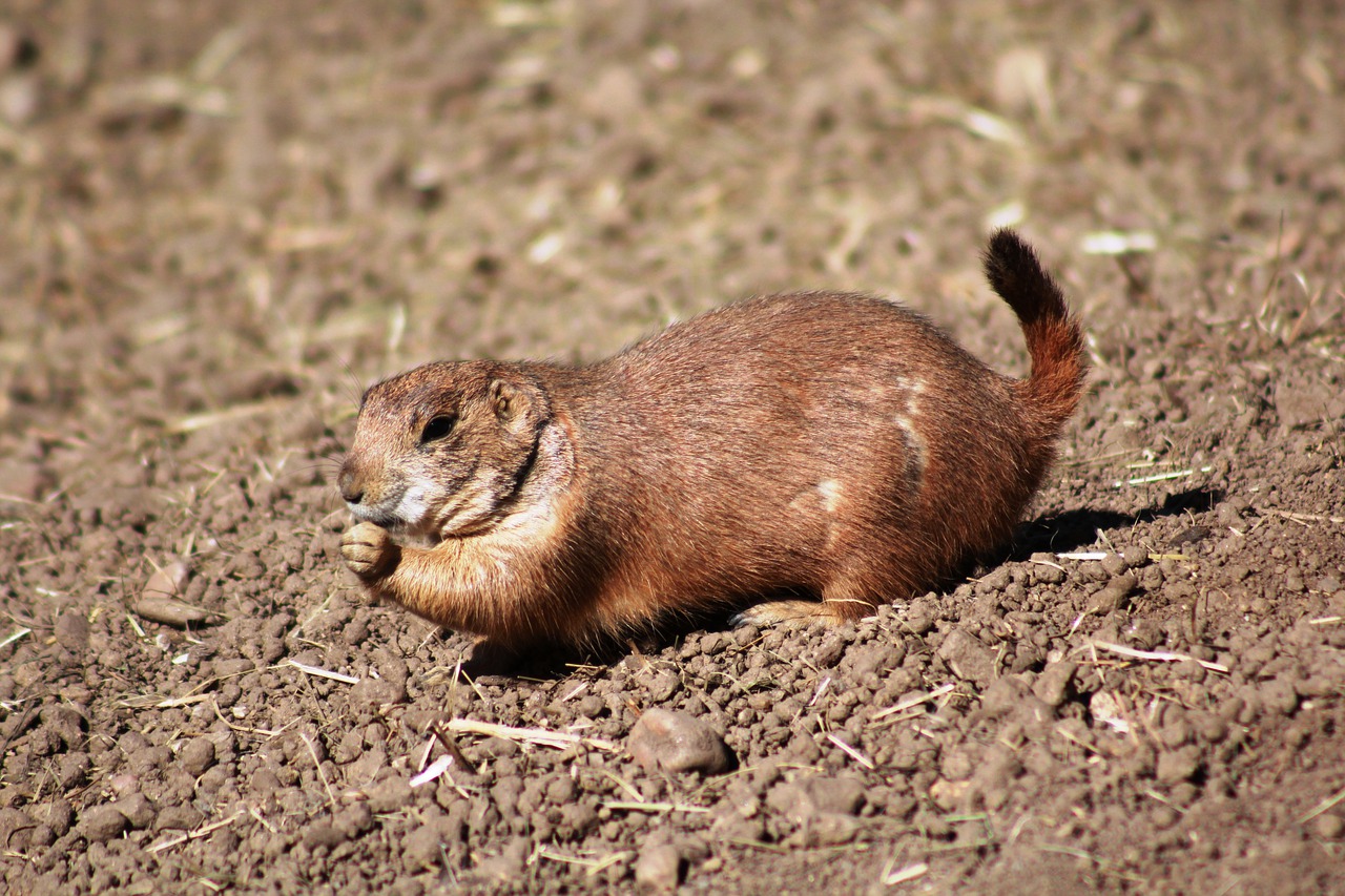 Cynomys Black Tailed Prairie Dog  - jantichy / Pixabay