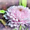 Dahlia Flower Plant Petals  - congerdesign / Pixabay