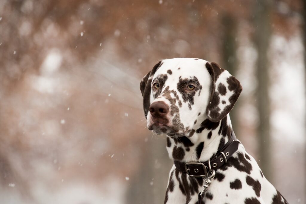 Dalmatian Dog Snow Snowing Pet  - RebeccasPictures / Pixabay