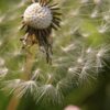Dandelion Close Up Seeds  - Ter_F / Pixabay