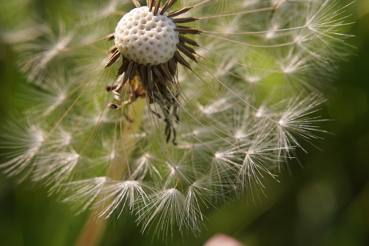 Dandelion Close Up Seeds  - Ter_F / Pixabay