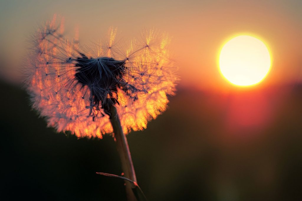 Dandelion Seeds Nature Close Up  - fietzfotos / Pixabay