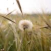 Dandelion Seeds Plant Grass Meadow  - lucas_holiday / Pixabay