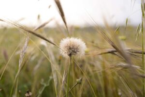 Dandelion Seeds Plant Grass Meadow  - lucas_holiday / Pixabay