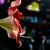 Daylily Flower Macro Nature Garden  - Ri_Ya / Pixabay