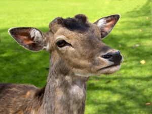 Deer Animal Park Wildlife Nature  - Simy27 / Pixabay
