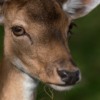 Deer Fawn Animal Doe Head Eyes  - Lars_Nissen / Pixabay