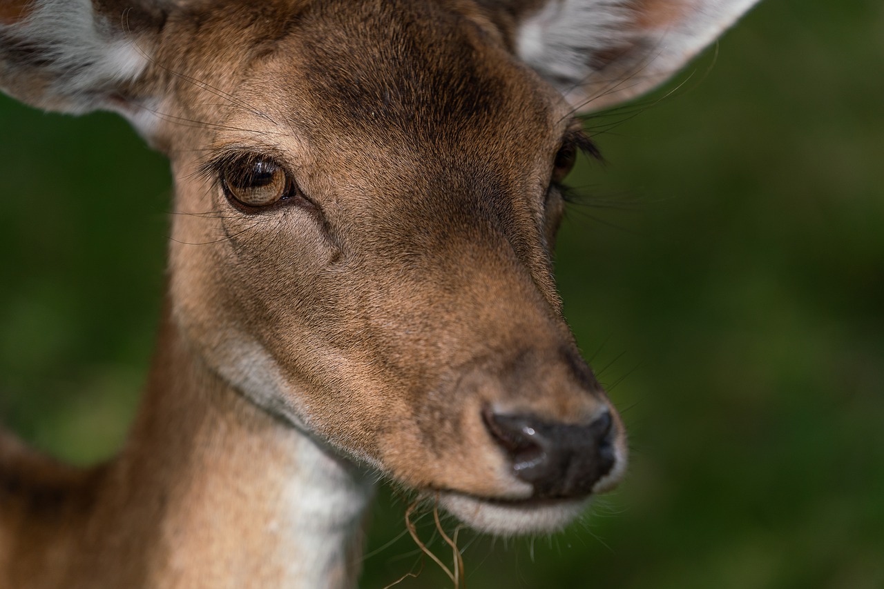 Deer Fawn Animal Doe Head Eyes - Lars_Nissen / Pixabay