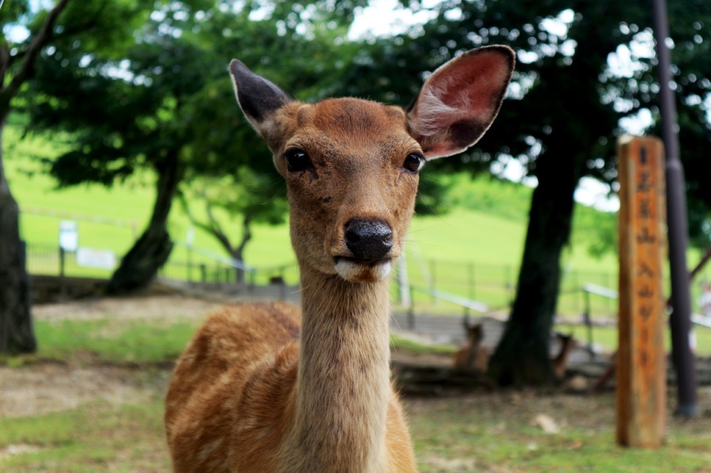 Deer Japan Nature Nara Animal  - purrlicious / Pixabay