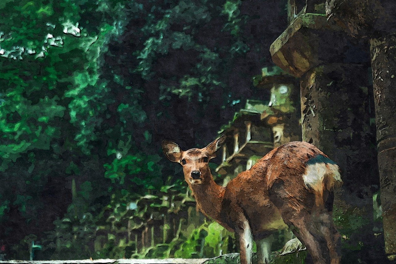 Deer Of Nara Wildlife Nature - vinsky2002 / Pixabay