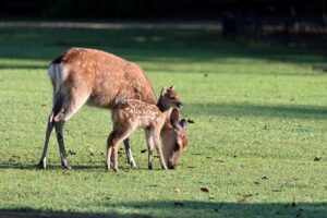 Deer Parent Child Morning Cute  - yamabon / Pixabay