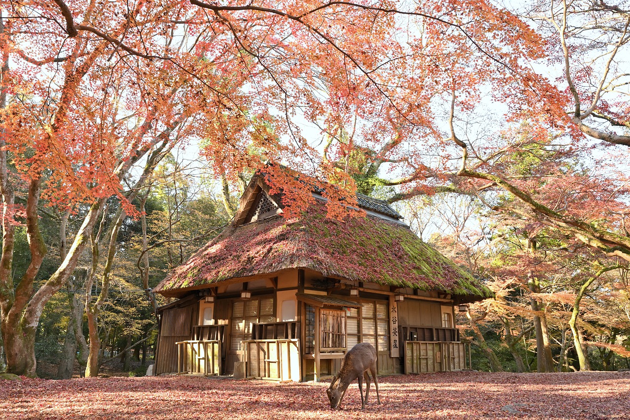 Deer Restaurant Fallen Leaves - yamabon / Pixabay