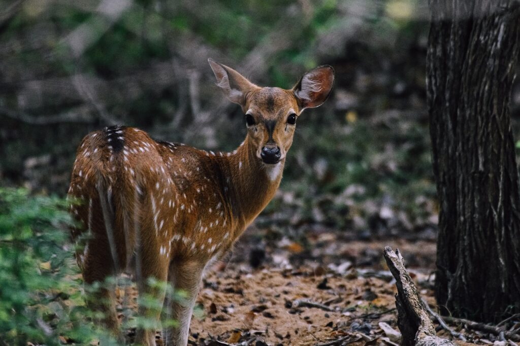 Deer Ruminant Wild Wild Animal  - nadild08 / Pixabay