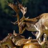 Deer Stag Animal Wildlife Antler  - robertantonychalmers / Pixabay