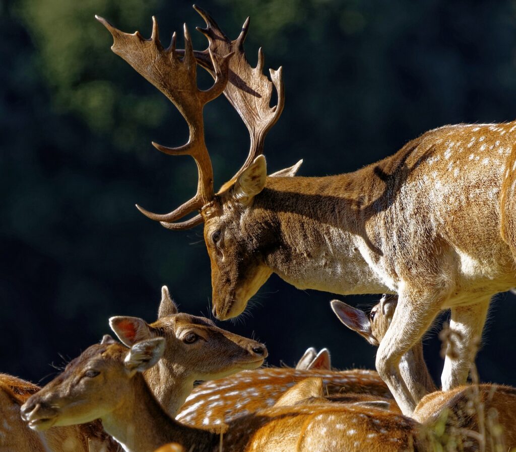Deer Stag Animal Wildlife Antler  - robertantonychalmers / Pixabay