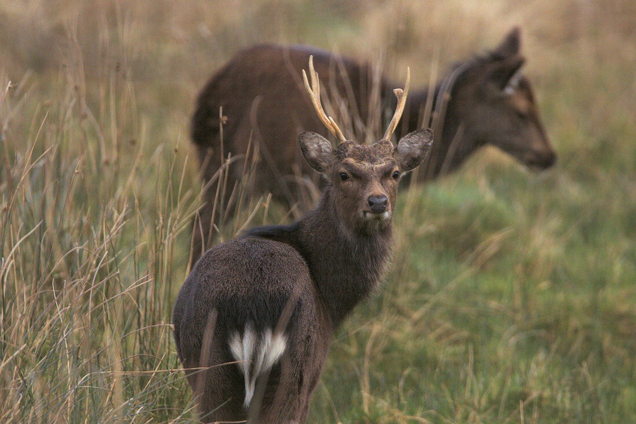Deers Animals Red Deers Wildlife  - pbat34 / Pixabay