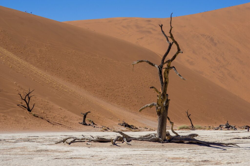 Desert Sand Dunes Dead Tree Barren  - JBi-Weisendorf / Pixabay