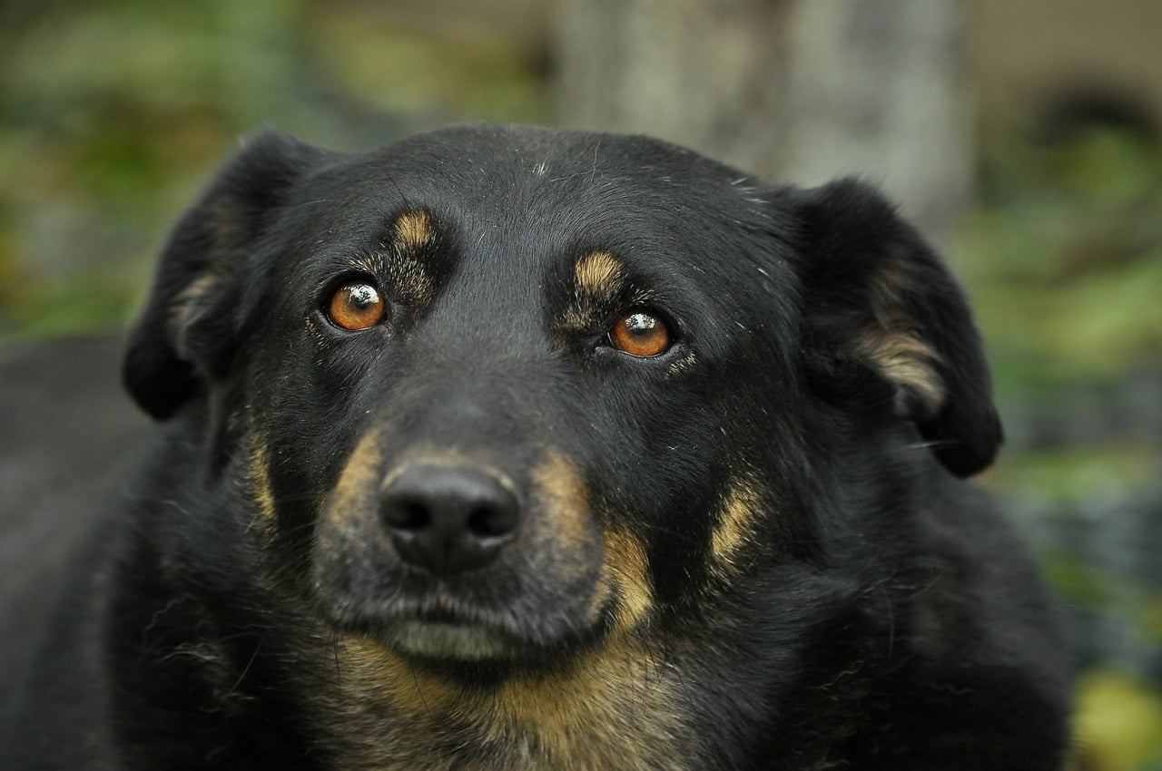 Devotion Each Dog View Eyes Says  - Ihtar / Pixabay