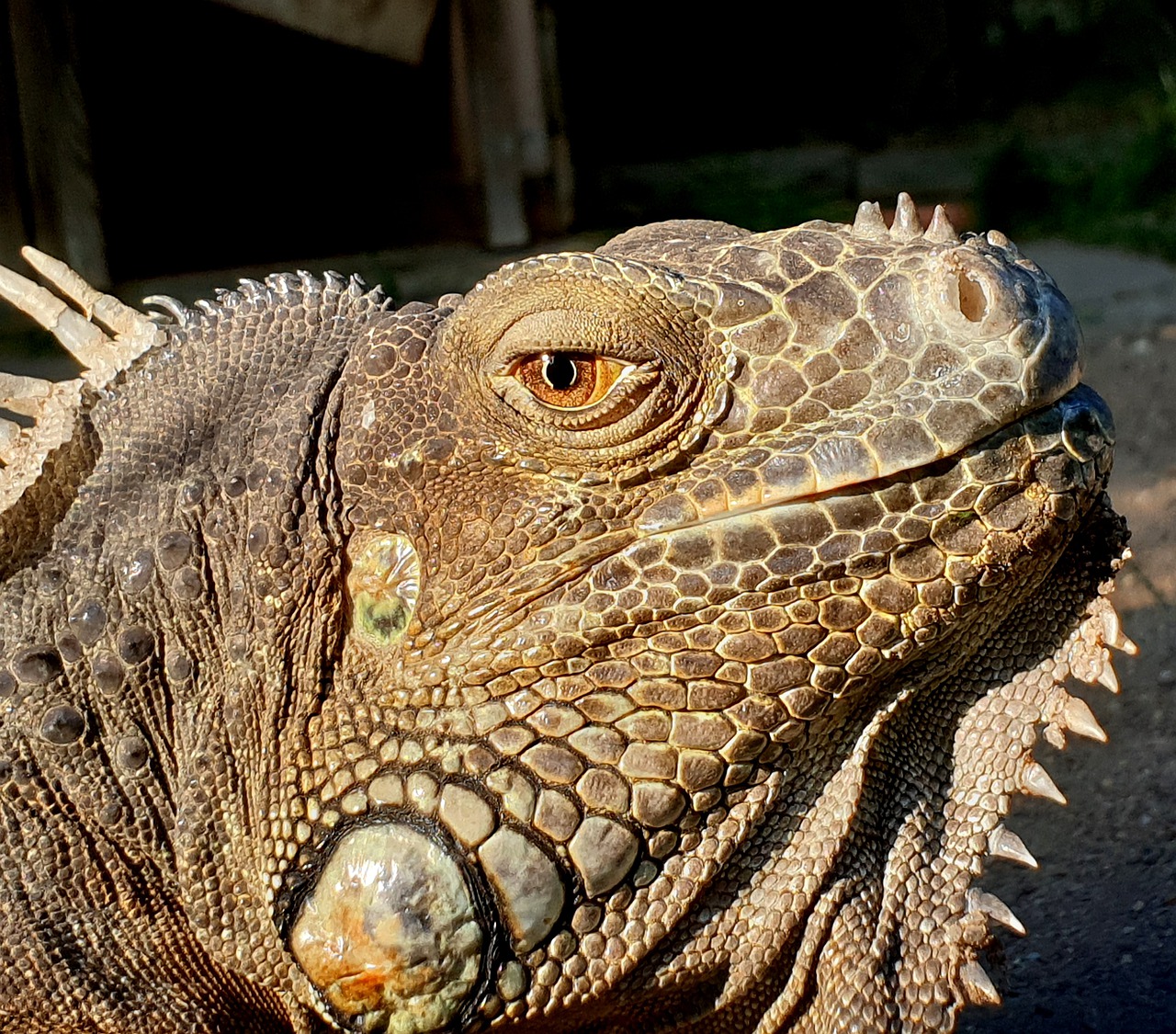 Dino Lizard Animal  - PoldyChromos / Pixabay