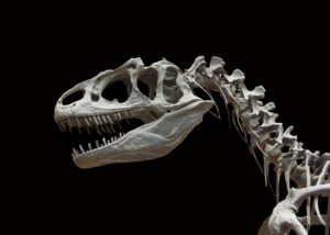 dinosaur allosaurus skeleton bone 60588