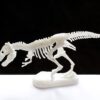Dinosaur Skeleton Fossil Bones  - ks77 / Pixabay
