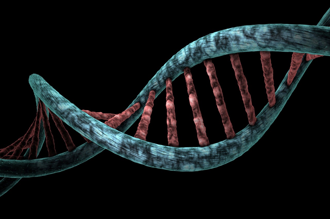 Dna Analysis Genetic Biological  - mirerek8 / Pixabay