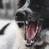 Dog Angry Teeth Pet Animal  - Chikilino / Pixabay