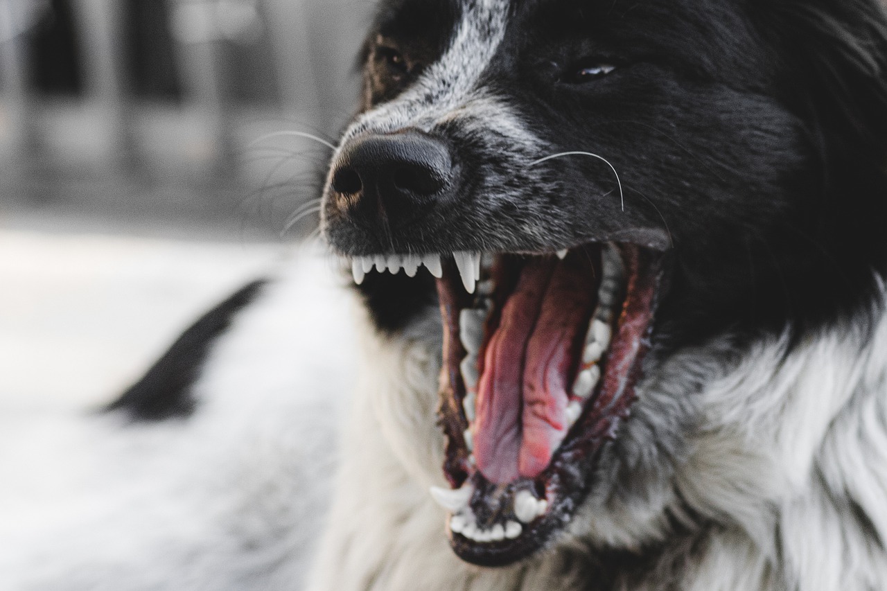 Dog Angry Teeth Pet Animal  - Chikilino / Pixabay