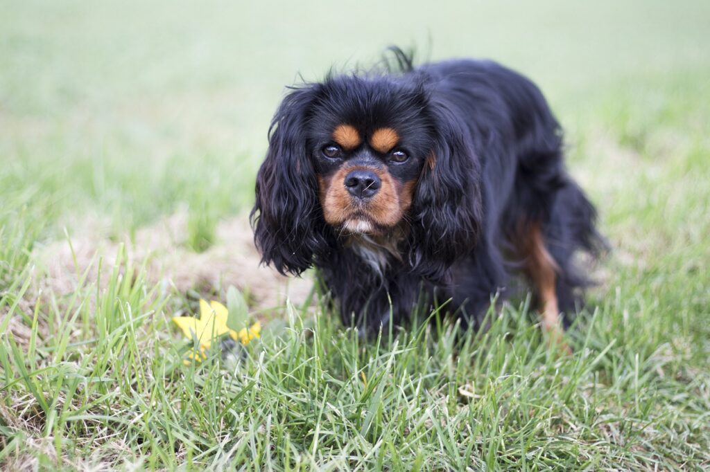 Dog Animal Meadow  - Nicole_Mali / Pixabay