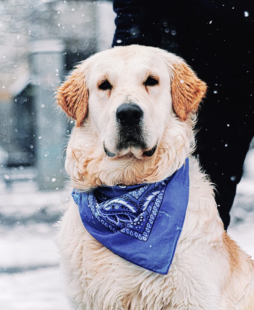 Dog Bandana Snow Handkerchief  - angelgonzalez42 / Pixabay