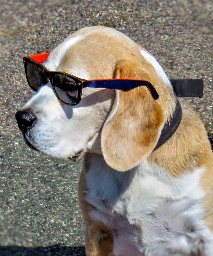 Dog Beagle Mammal Pet Male Sun  - monika1607 / Pixabay
