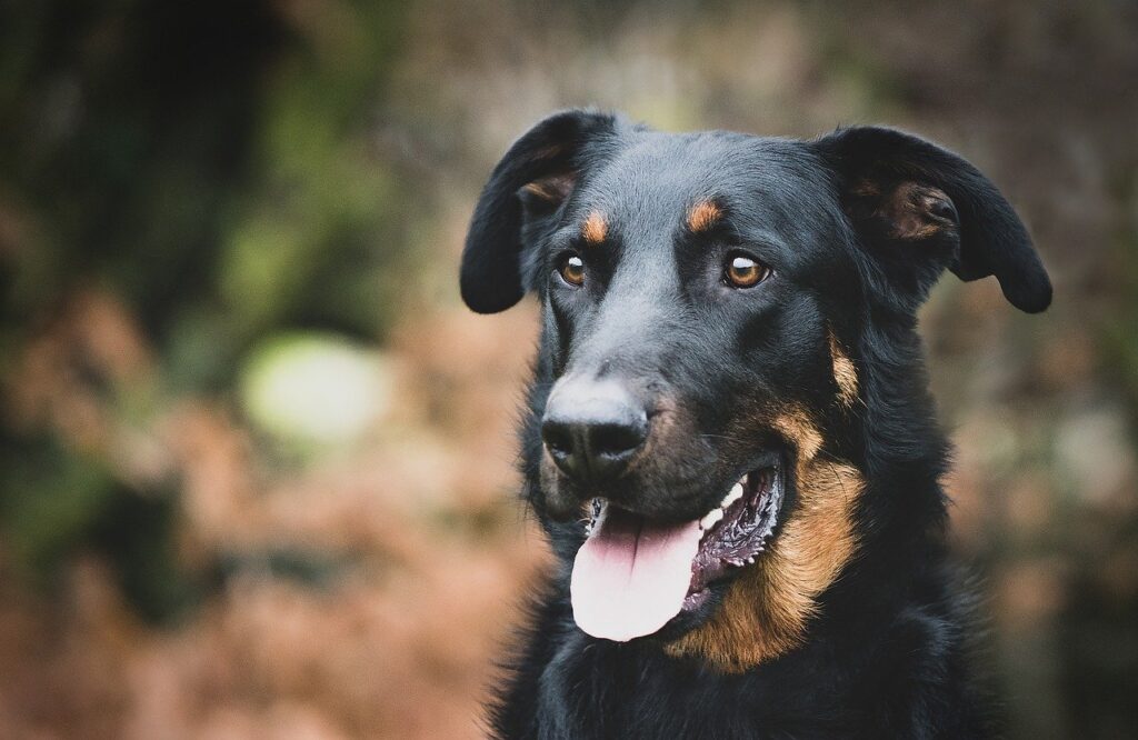 Dog Beauceron Portrait Happy Dog  - NérissonPhotographie / Pixabay