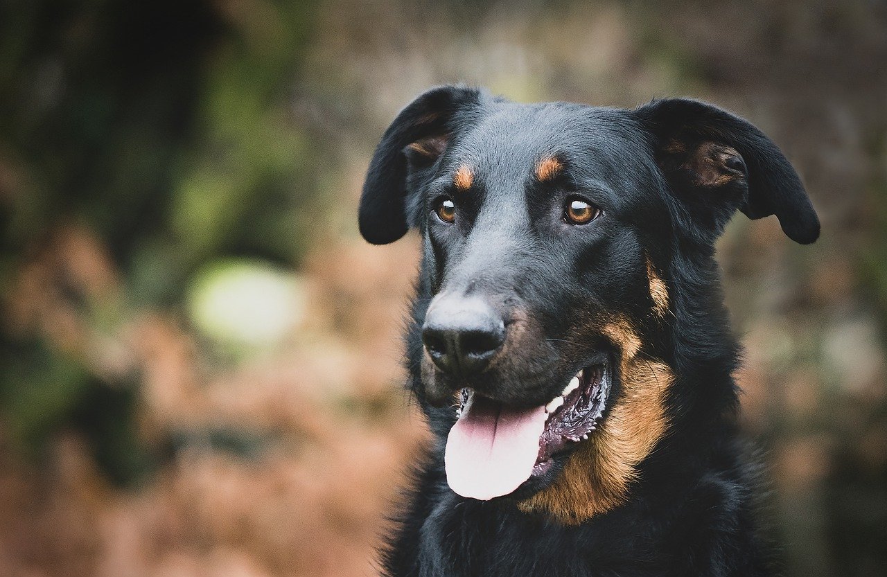 Dog Beauceron Portrait Happy Dog - NérissonPhotographie / Pixabay