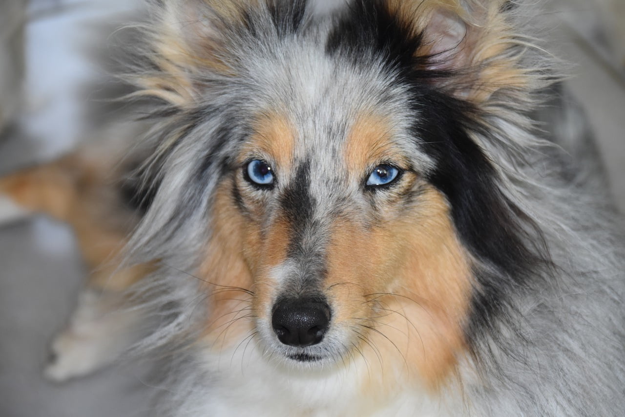 Dog Bitch Shetland Sheepdog  - JACLOU-DL / Pixabay