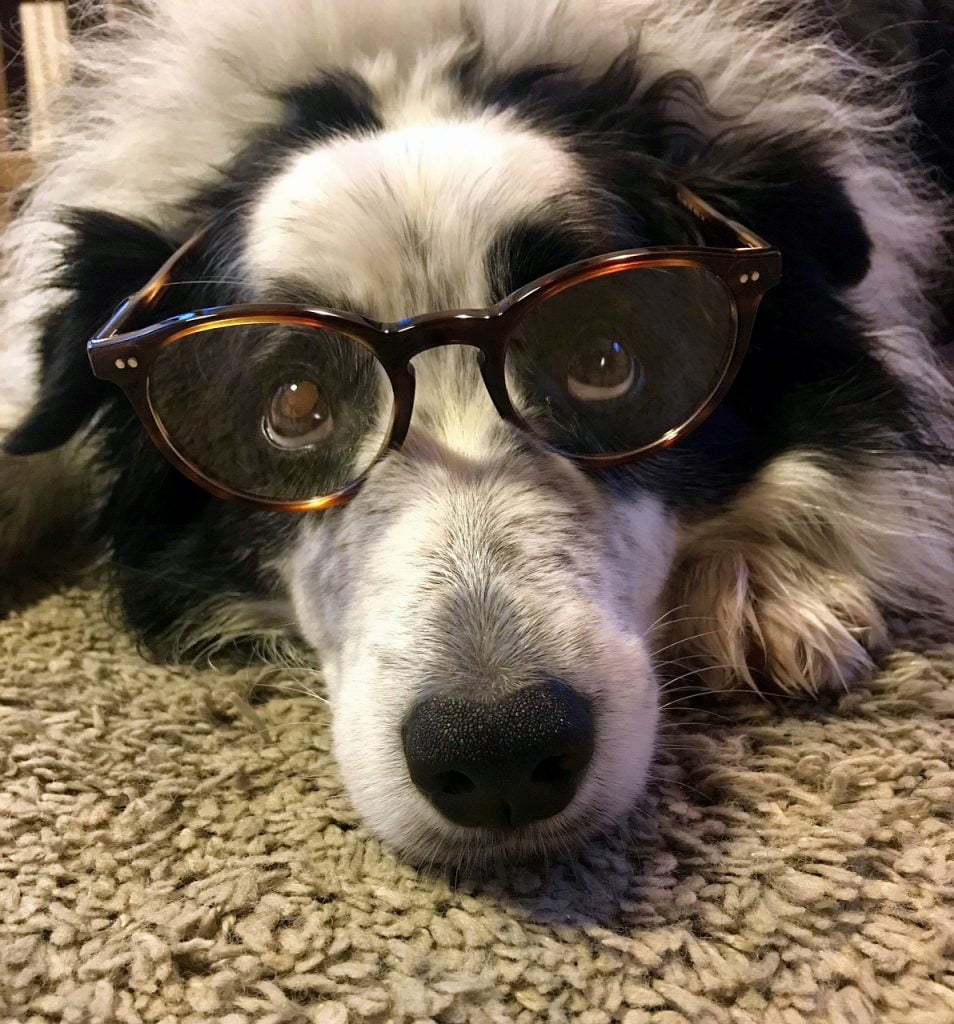 Dog Border Collie Glasses Pet  - Mad_Dillon / Pixabay