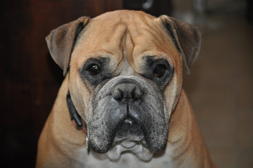 Dog Bulldog Breed Canine Pet  - Smirre / Pixabay