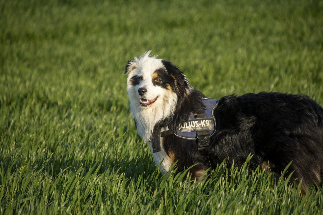 Dog Canine Berger Australian Berger  - RussesEnFr / Pixabay