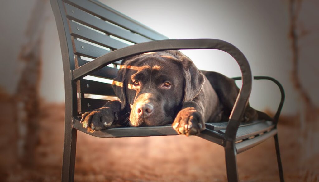 Dog Canine Labrador Bench Pet  - Elysian_photo / Pixabay