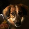 Dog Canine Pet Domestic Companion  - konstantance / Pixabay