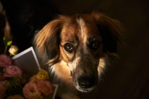 Dog Canine Pet Domestic Companion  - konstantance / Pixabay