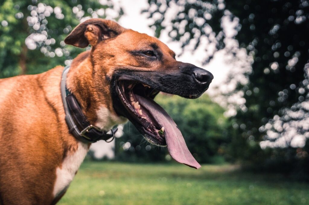 Dog Canine Playful Companion Park  - DA_Mayerbepp / Pixabay