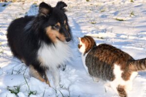 Dog Cat Dog Cat Snow Pets  - JACLOU-DL / Pixabay