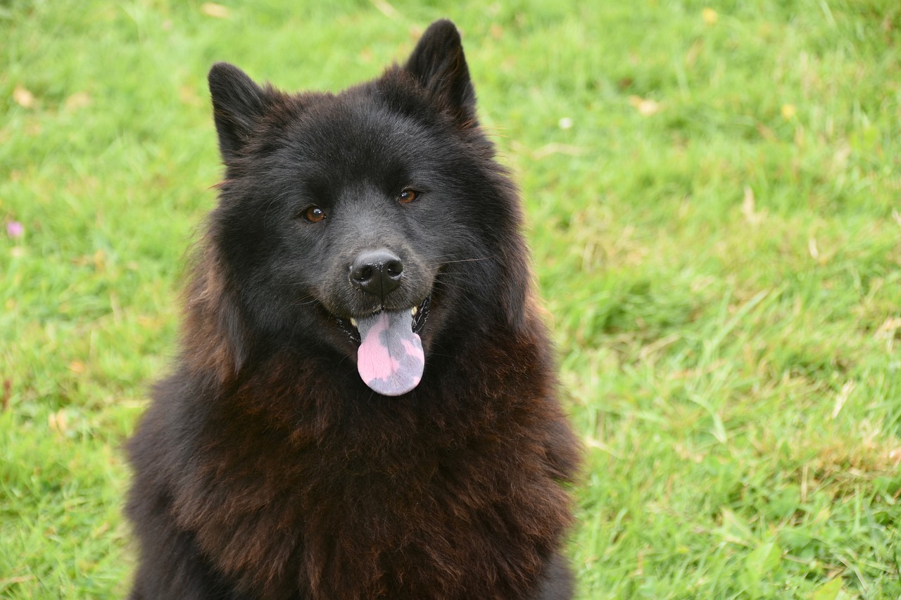 Dog Dog Eurasier Female Dog Ploublue  - JACLOU-DL / Pixabay