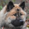 Dog Eurasier Pet Collar Dog Collar  - JACLOU-DL / Pixabay