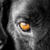 Dog Eye Look Animal Portrait Eyes  - Chikilino / Pixabay