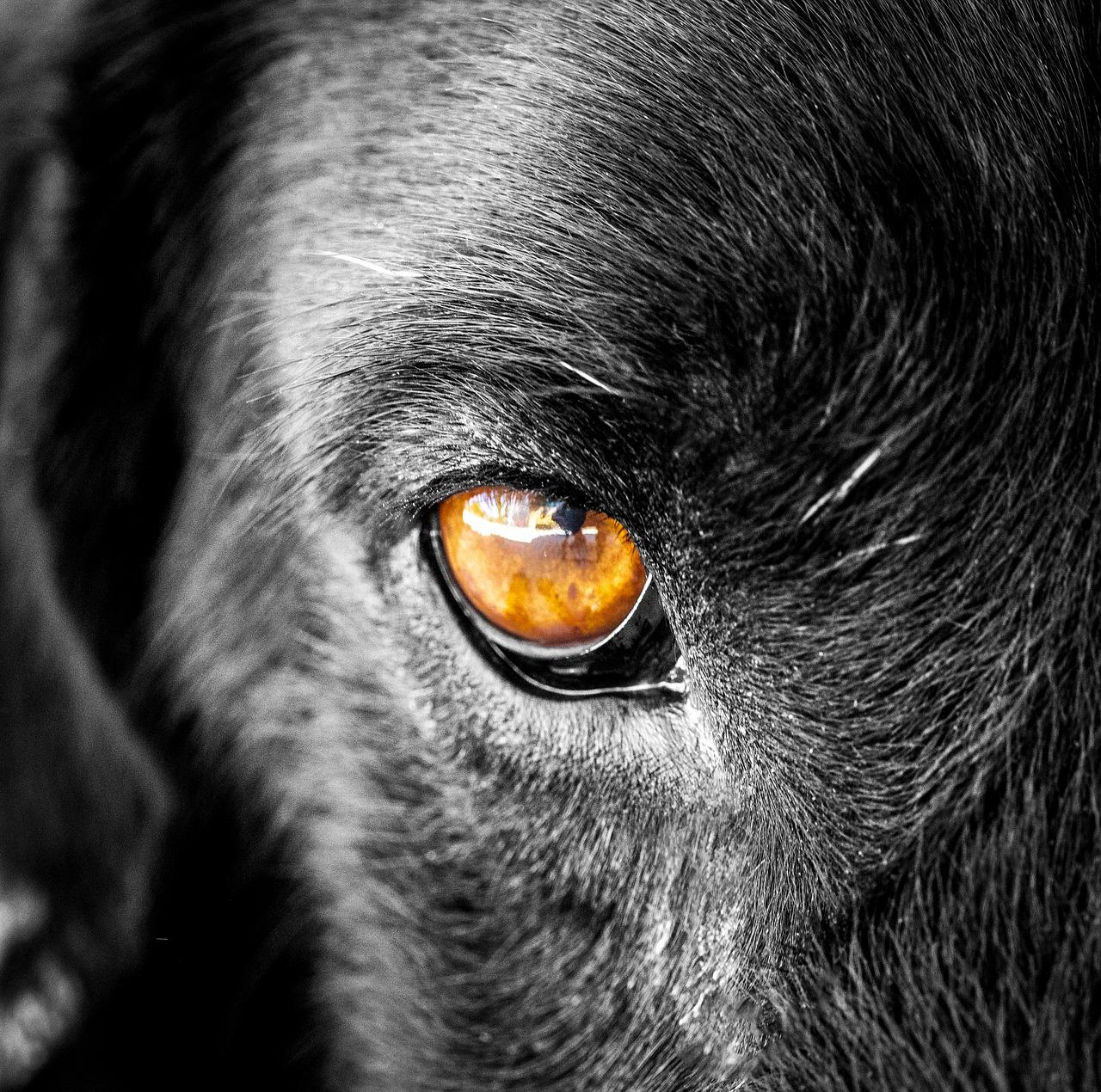 Dog Eye Look Animal Portrait Eyes - Chikilino / Pixabay