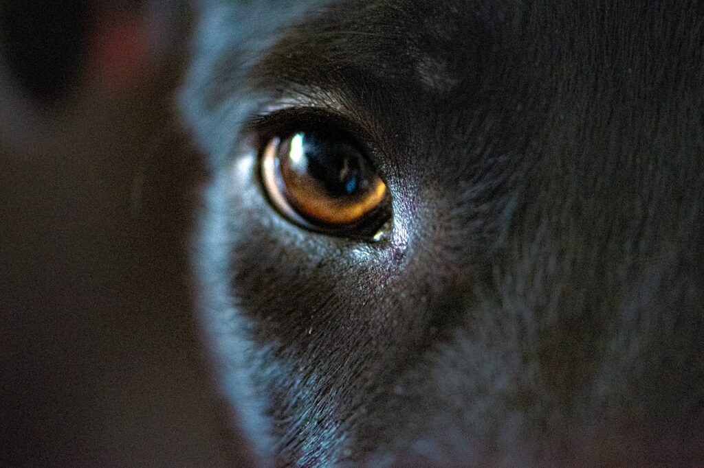 Dog Eye Puppy Canine Pet Animal  - Ri_Ya / Pixabay