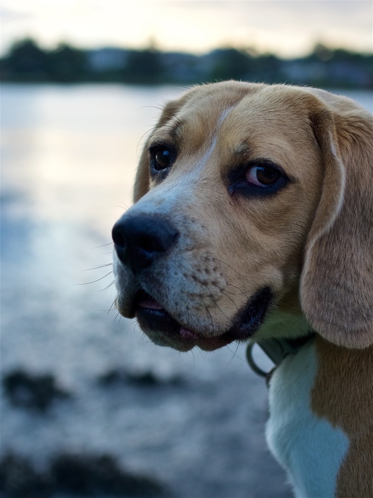 Dog Face Eyes Pet Animal Portrait  - LeeChandler / Pixabay
