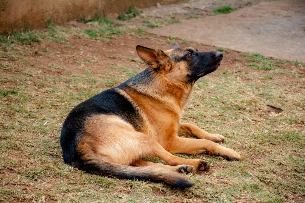 Dog Friend Pet Friendship Animal  - imsogabriel / Pixabay