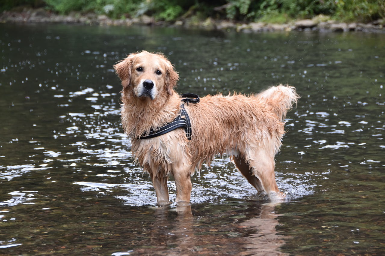 Dog Golden Retriever Retriever - CAWFotografie / Pixabay
